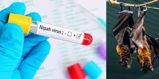 “Nipah Virus Returns to Kerala in 2023: Health Authorities on Alert”